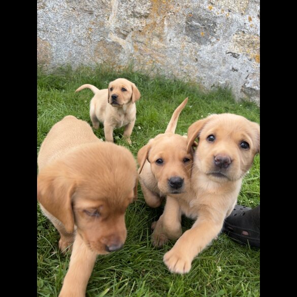 Labrador Retriever - Both