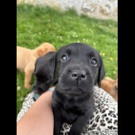 Labrador Retriever - Both