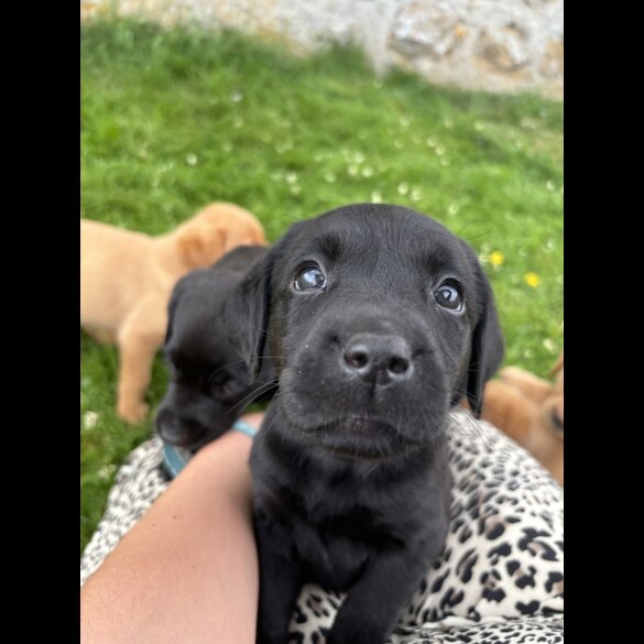 Labrador Retriever - Both