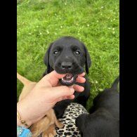 Labrador Retriever - Both