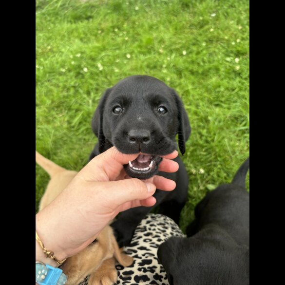 Labrador Retriever - Both