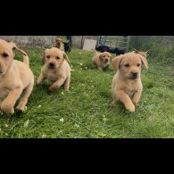 Labrador Retriever - Both