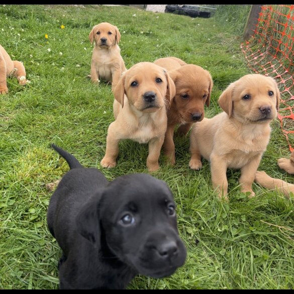 Labrador Retriever - Both