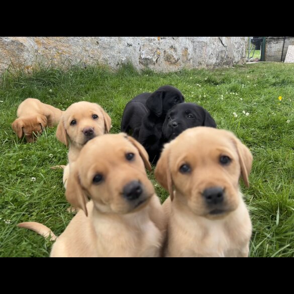 Labrador Retriever - Both
