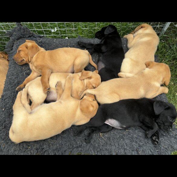 Labrador Retriever - Both
