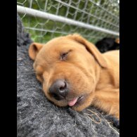 Labrador Retriever - Both