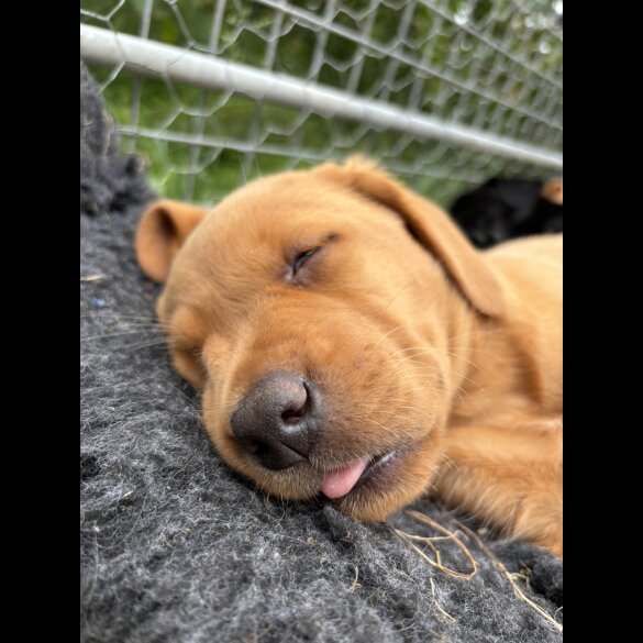 Labrador Retriever - Both