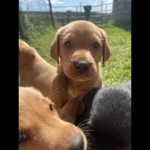 Labrador Retriever - Both