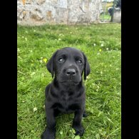 Labrador Retriever - Both