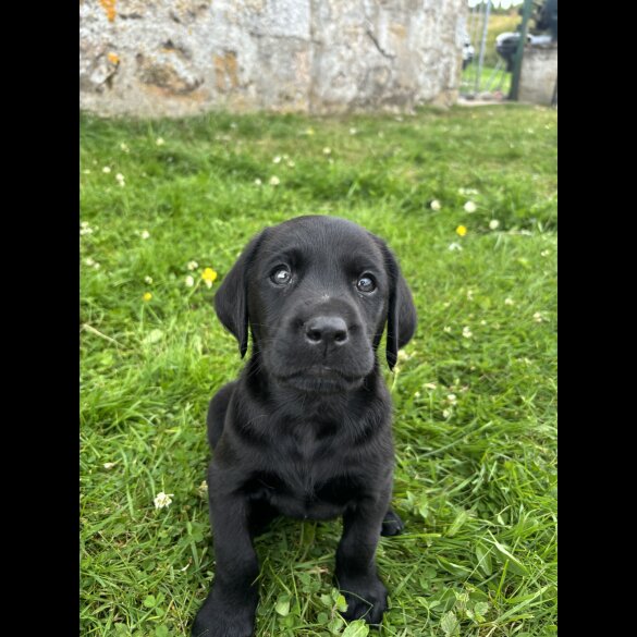 Labrador Retriever - Both