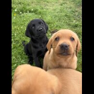 Labrador Retriever - Both