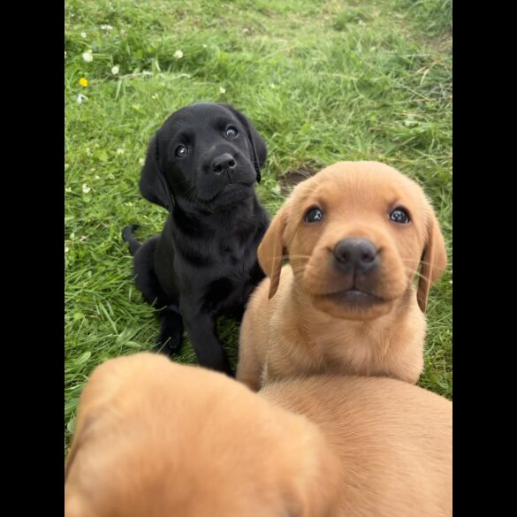 Labrador Retriever - Both