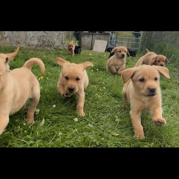 Labrador Retriever - Both