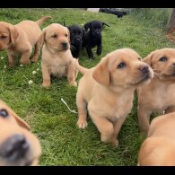 Labrador Retriever - Both