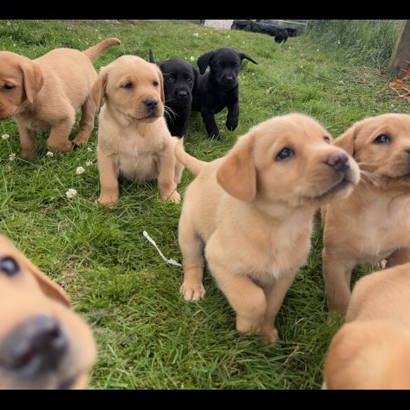 Labrador Retriever - Both