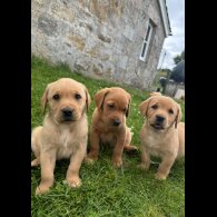 Labrador Retriever - Both