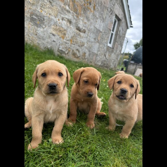 Labrador Retriever - Both