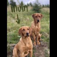Labrador Retriever - Both