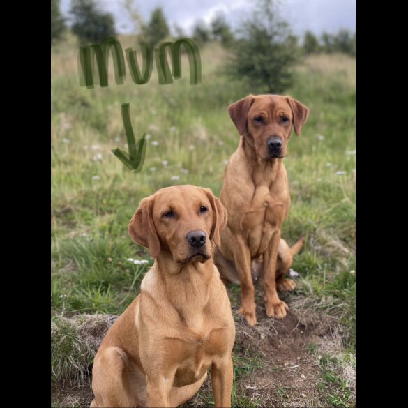 Labrador Retriever - Both