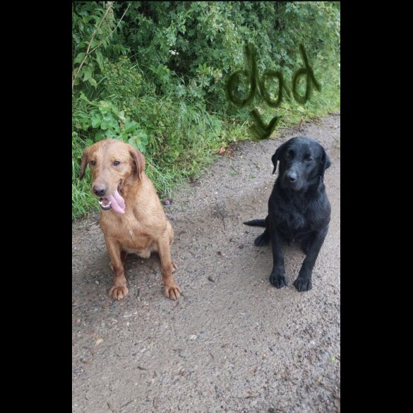 Labrador Retriever - Both