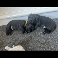 Labrador Retriever - Both