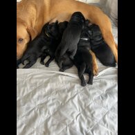 Labrador Retriever - Both