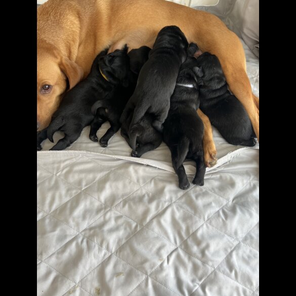 Labrador Retriever - Both