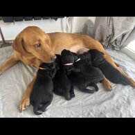 Labrador Retriever - Both