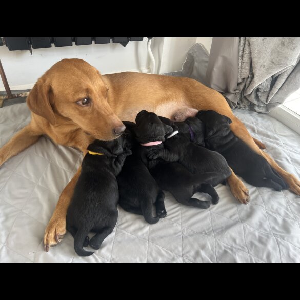 Labrador Retriever - Both