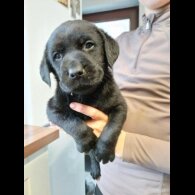 Labrador Retriever - Both