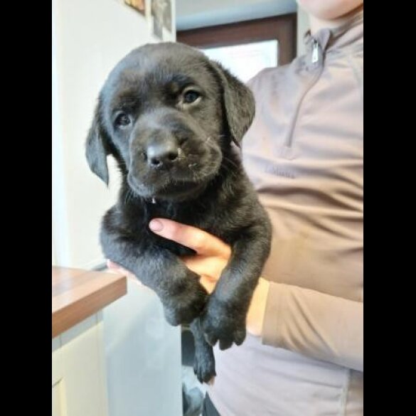 Labrador Retriever - Both