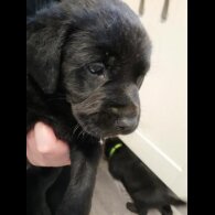 Labrador Retriever - Both