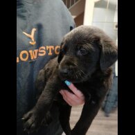 Labrador Retriever - Both