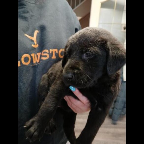 Labrador Retriever - Both