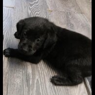 Labrador Retriever - Both