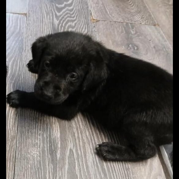 Labrador Retriever - Both