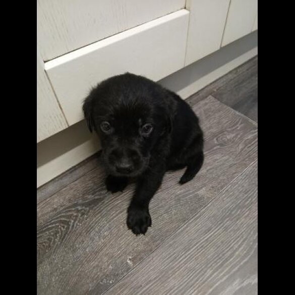 Labrador Retriever - Both