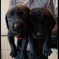 Labrador Retriever - Both