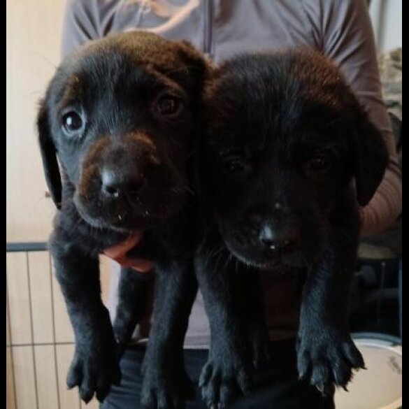 Labrador Retriever - Both