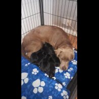Labrador Retriever - Both