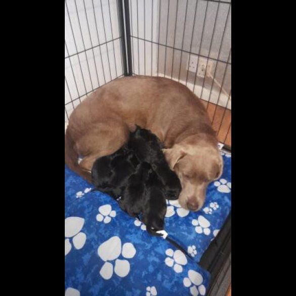 Labrador Retriever - Both