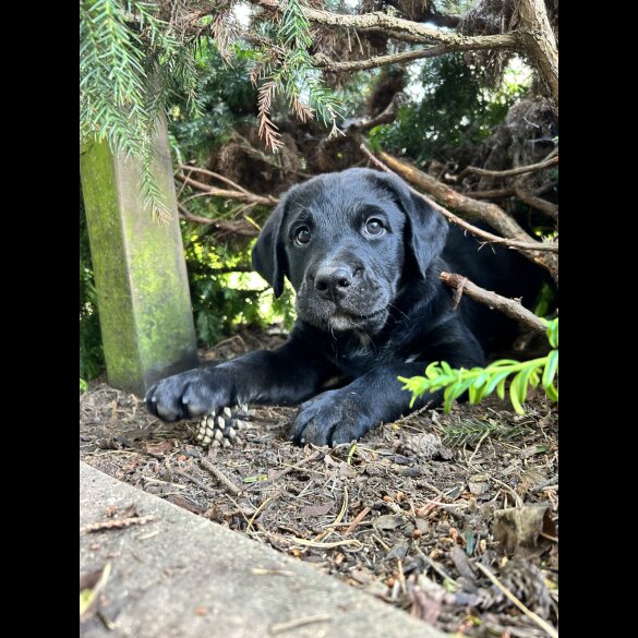 Labrador Retriever - Both