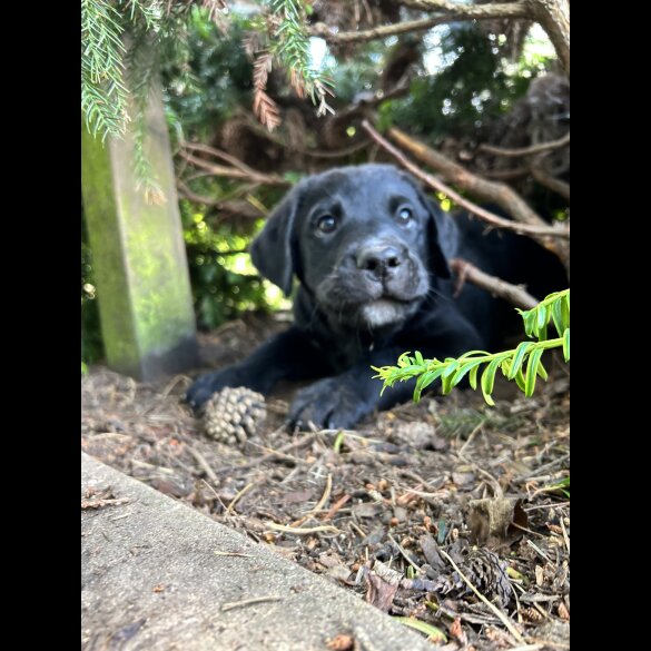 Labrador Retriever - Both