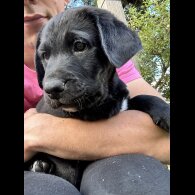 Labrador Retriever - Both