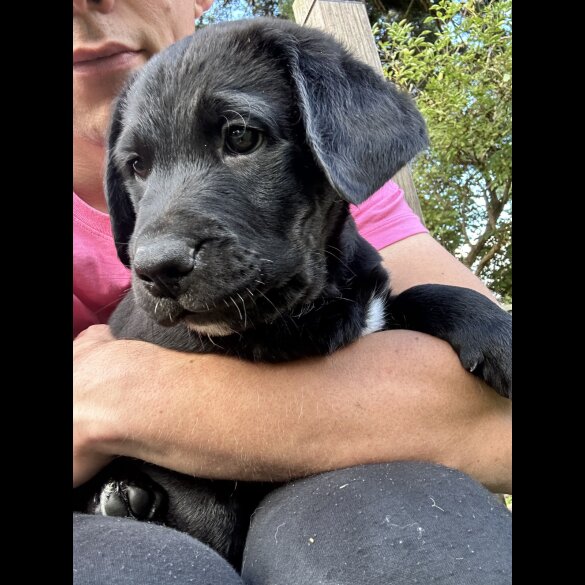 Labrador Retriever - Both