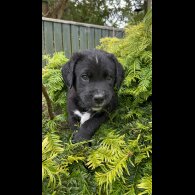 Labrador Retriever - Both