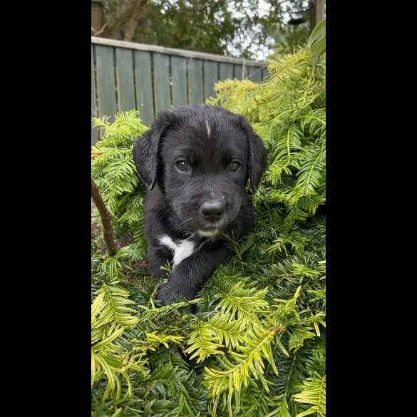 Labrador Retriever - Both