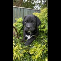 Labrador Retriever - Both
