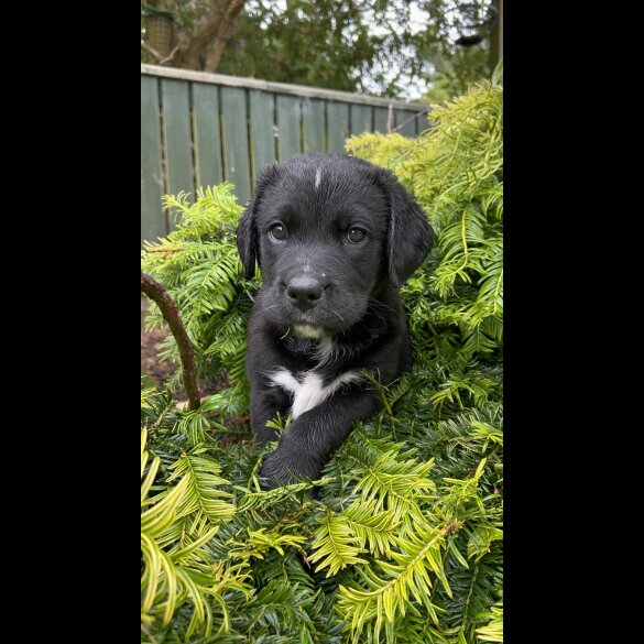 Labrador Retriever - Both