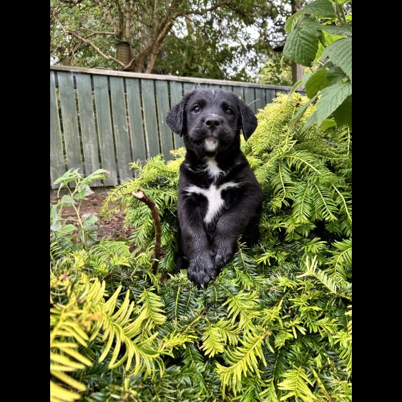 Labrador Retriever - Both